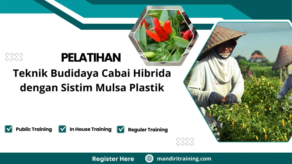 Pelatihan pertanian hortikultura cabai