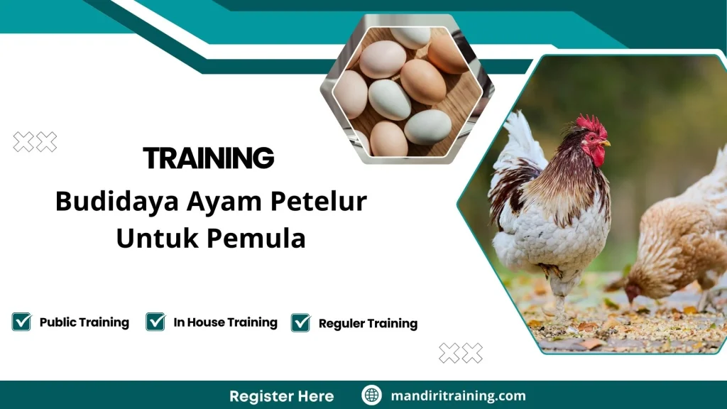 Training Budidaya Ayam Petelur Untuk Pemula