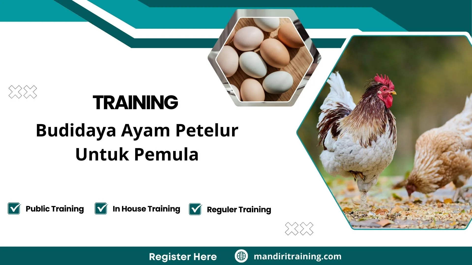 Training Budidaya Ayam Petelur Untuk Pemula
