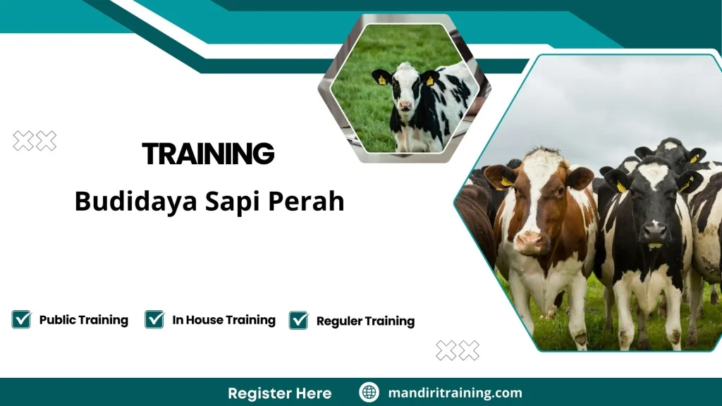 Training teknik pemerahan susu higienis