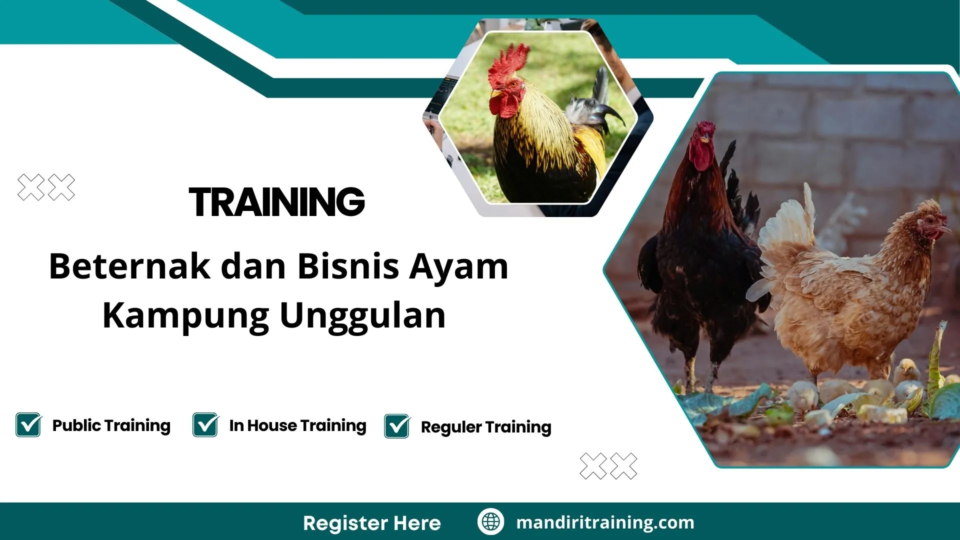 Training ternak ayam kampung untuk pemula