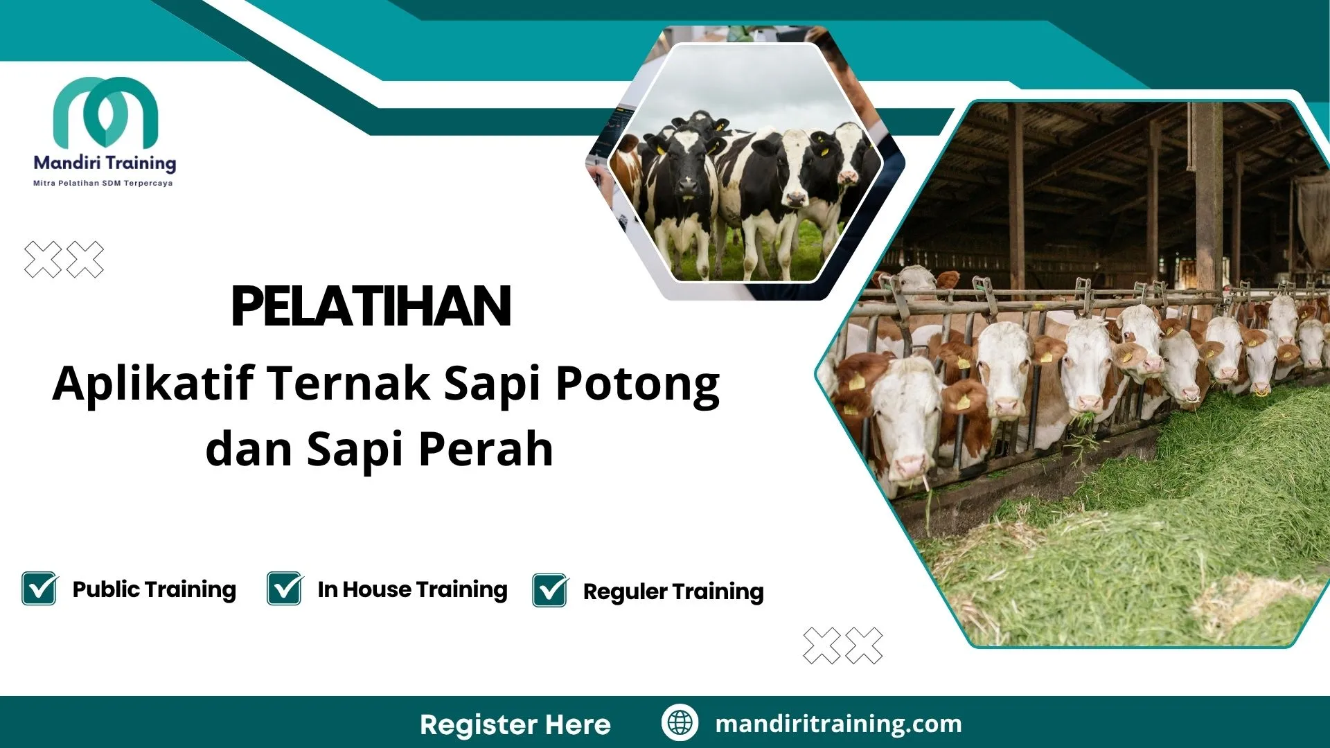 Pelatihan manajemen peternakan sapi
