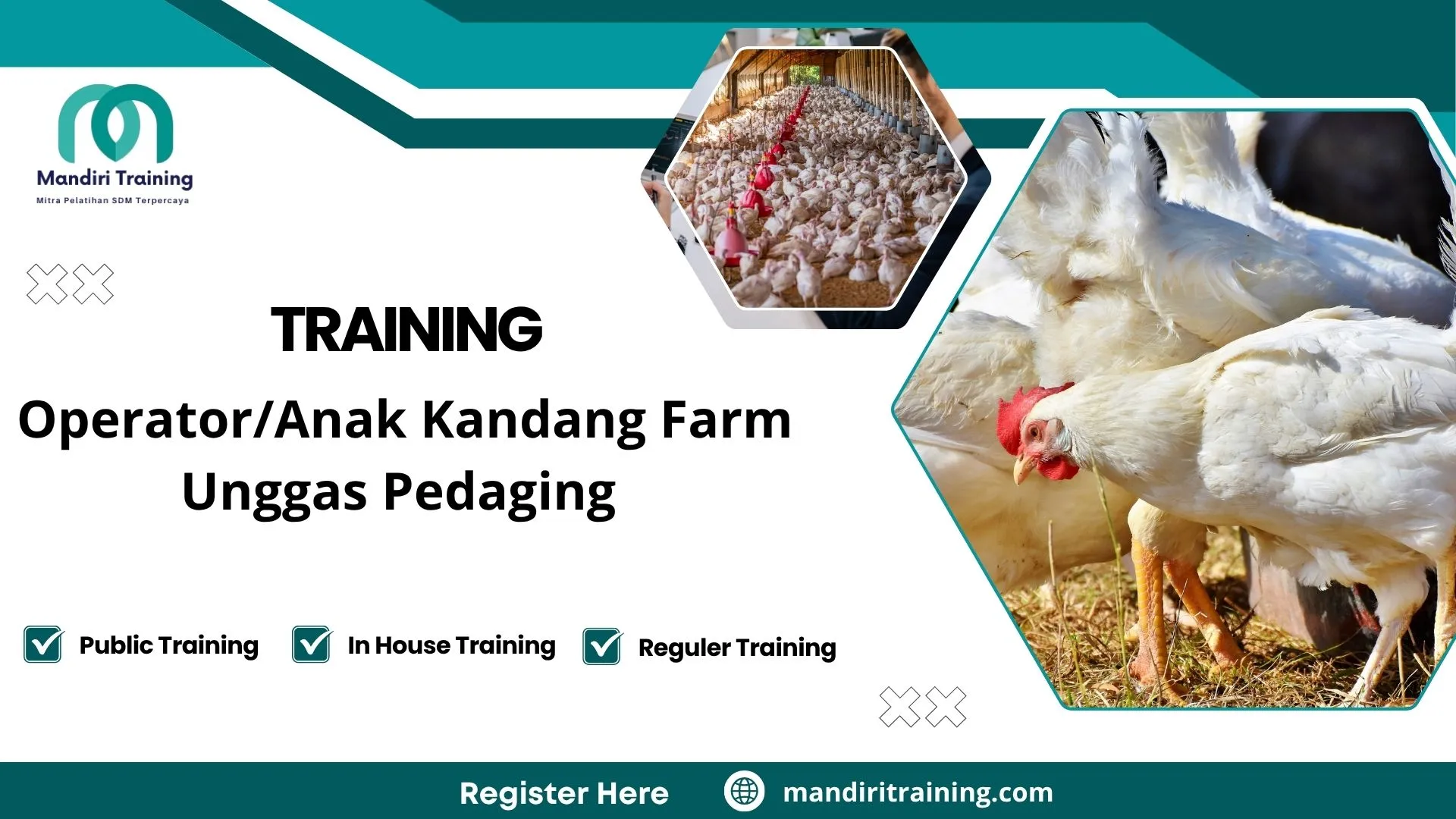 Training farm unggas pedaging