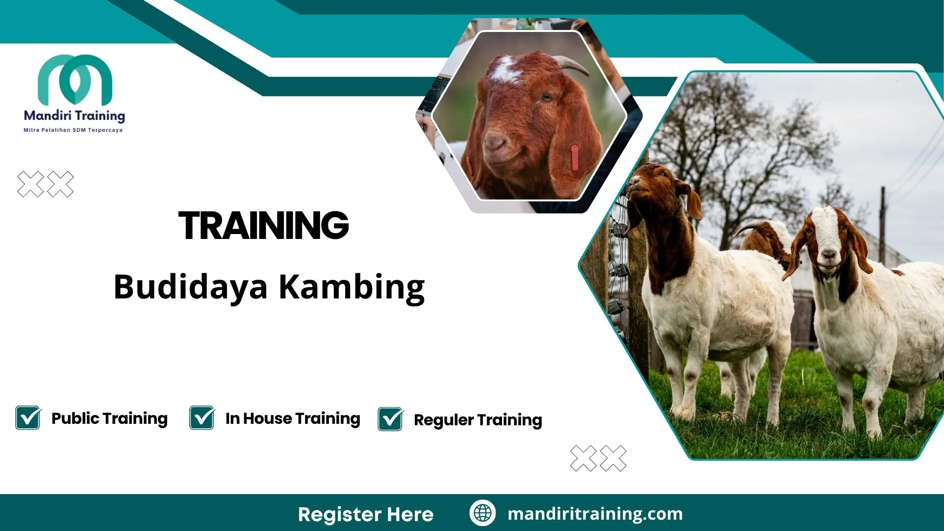 Training cara beternak kambing