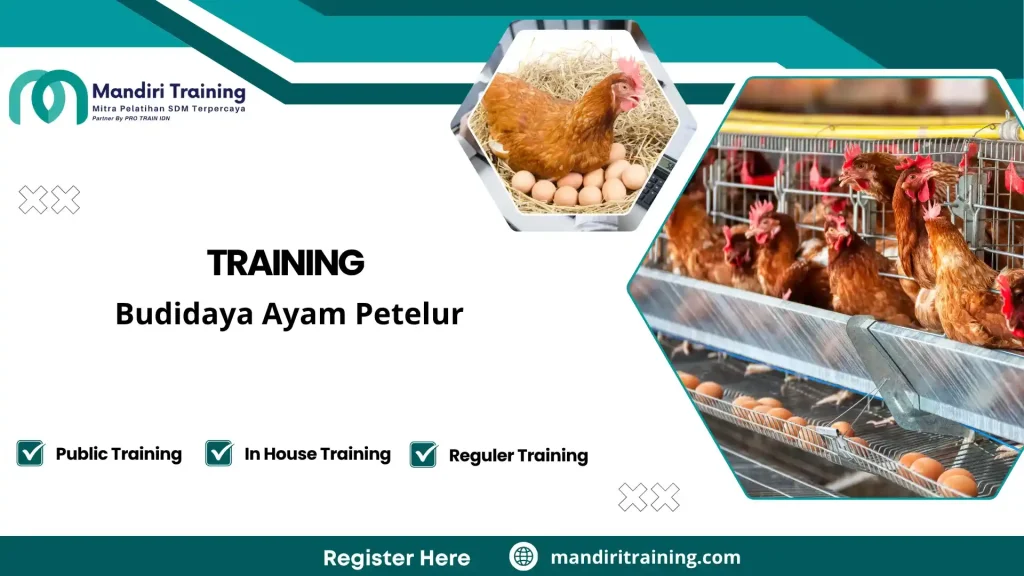 manajemen usaha peternakan ayam petelur