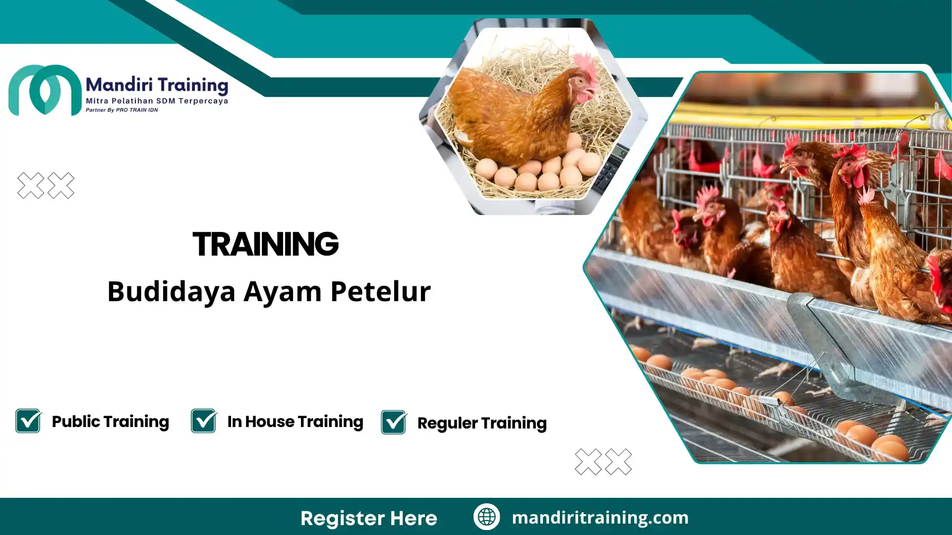 manajemen usaha peternakan ayam petelur
