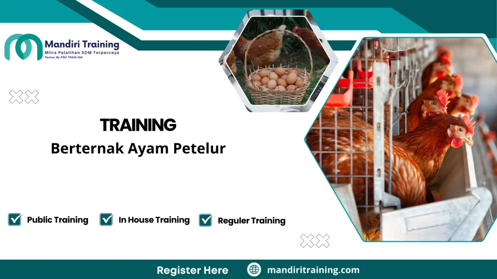 manajemen peternakan ayam petelur