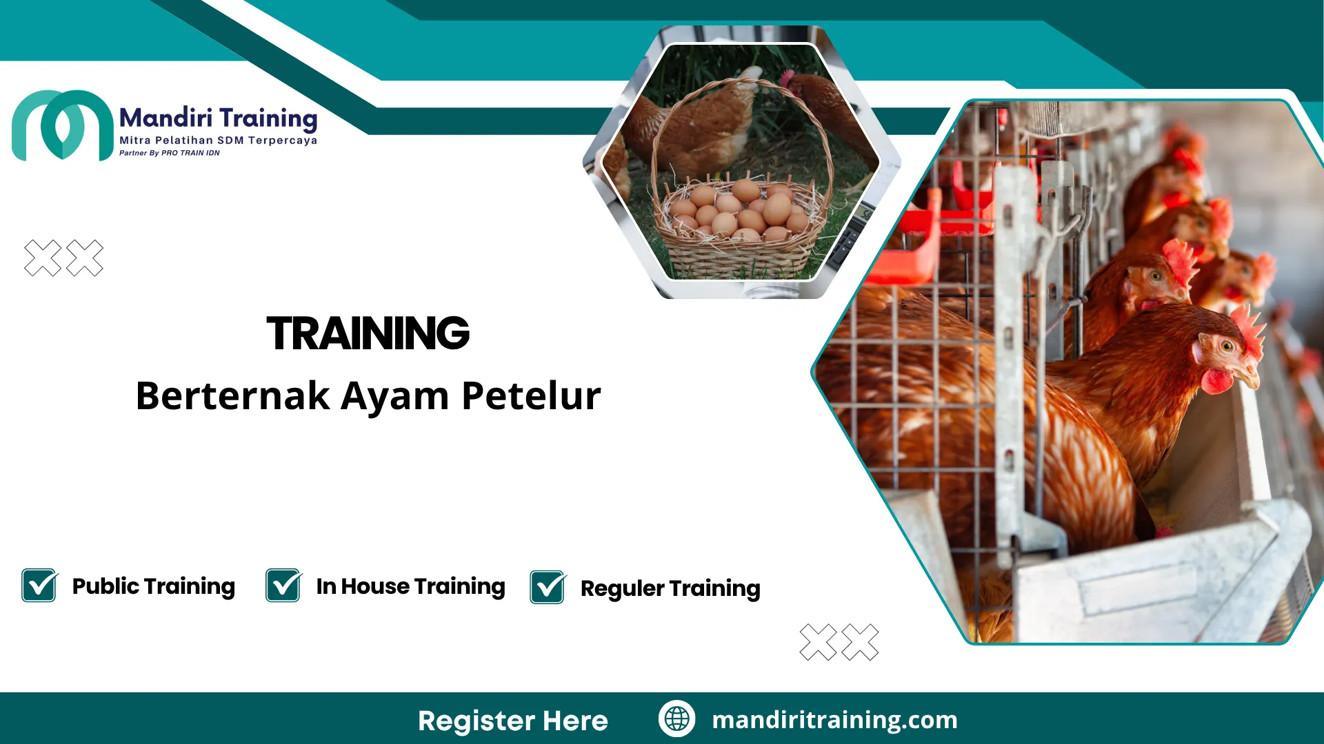 manajemen peternakan ayam petelur